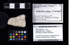 Foto (Objekt + Etikett) von Galatheoidea indet.  (NHMW-GEO-2014-0194-1002)